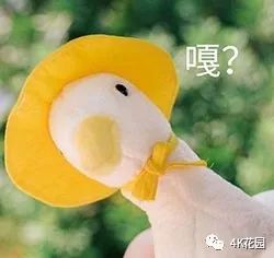 人类慌了!这部印度神片让手机开启了真·飞行