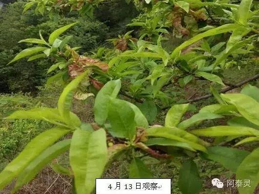 防治桃缩叶病防治番茄青枯病,溃疡病打药就加阿泰灵,抗病增产解药害!