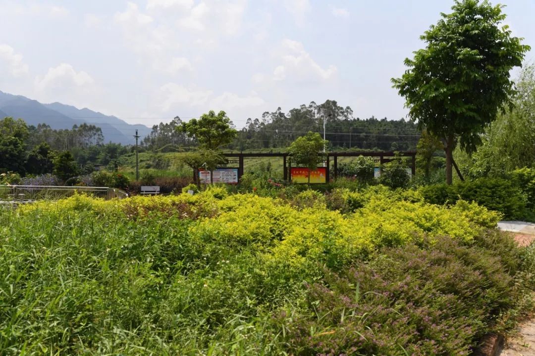 【美丽乡村】莲塘村:生态乡村建设的别样风景