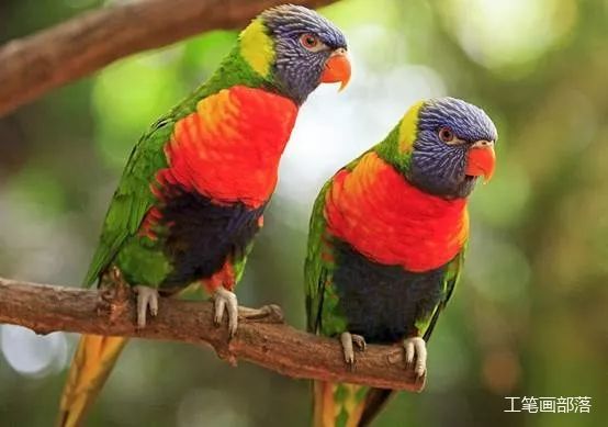 怎么教鹦鹉学人话 5cd6ef813d8842c194a015fd92123945.jpeg