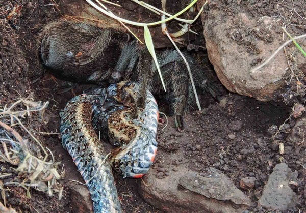 可怕的体型巨大的蜘蛛能吃蛇?黑色的蜘蛛有剧