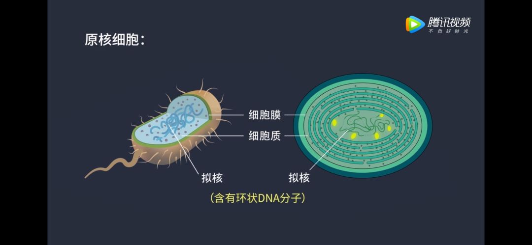 原核生物 基本结构