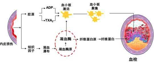 花生枝叶治失眠的原理_花生叶子可以治疗失眠