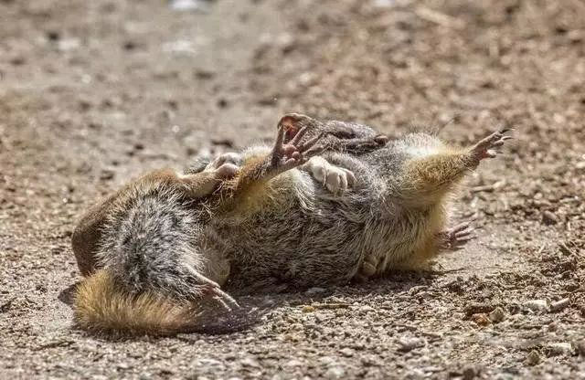 松鼠和黄鼠狼看图猜成语_黄鼠狼和松鼠照片(2)