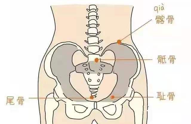 科普: 骨盆结构 骨盆由骶骨,尾骨和左右两块髋骨及其关节韧带连接而