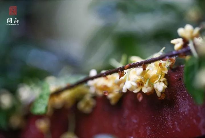 如何制作干桂花最简单的 8326ce89e2ee4ad0b31a566156d972fe.jpeg