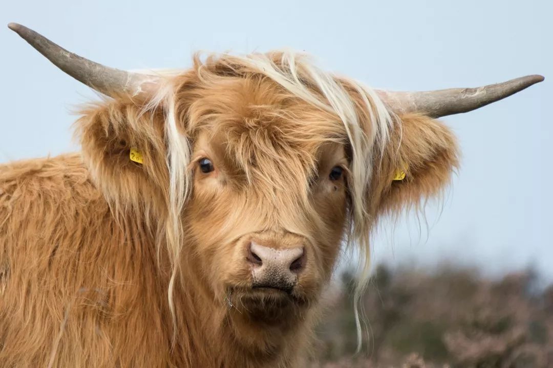 自然界中的"洗剪吹先生"——苏格兰高地牛