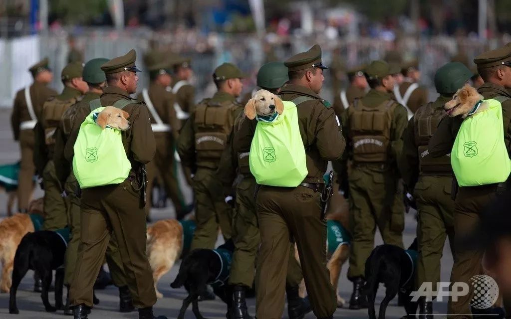 小警犬參加大閱兵，是用來萌翻敵人的嗎？ 寵物 第6張