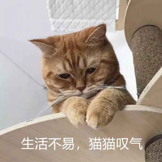 92dd9bd403ac45188126a0c55b1b6109.jpeg
