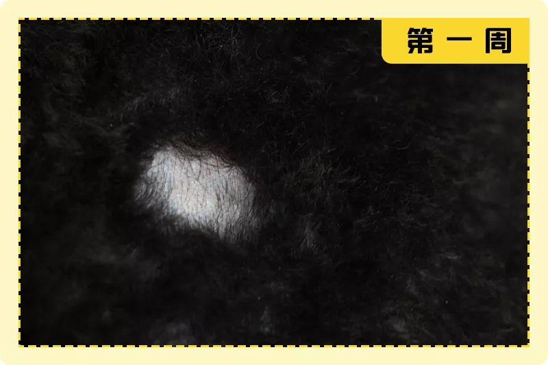 好用到必须亲自打call的防治皮肤病神器狗狗脱毛掉毛皮炎都搞定