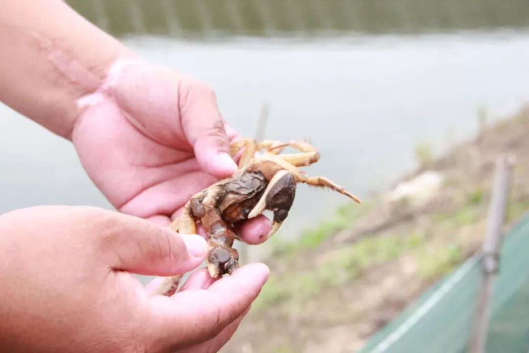 致富经虾_炒虾尾的虾是什么虾_致富虾真的