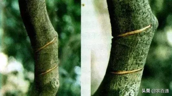 树是怎么结枝的 9f660e2b71ba4e3a934ec885b836e739.jpeg