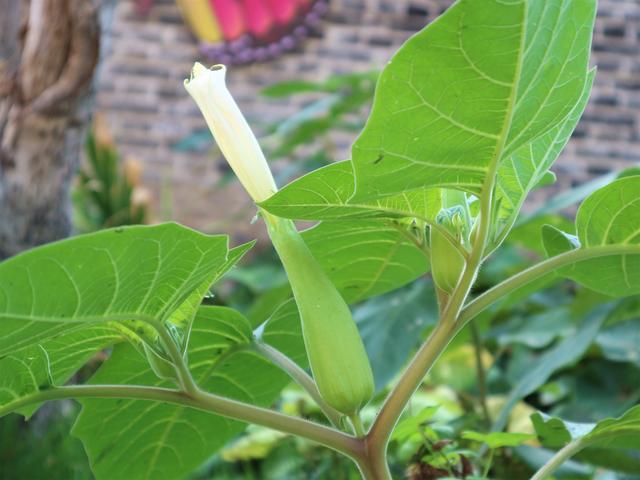 植物种子油有哪些 a7242d0791494082a03e737c1ff83fd8.jpeg