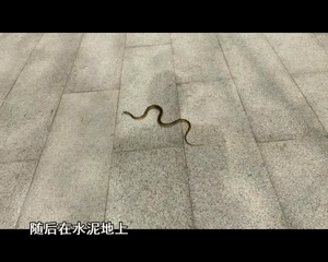 爬行在大白天猛然出现一条1米左右的蛇这样一段视频——自己在天河