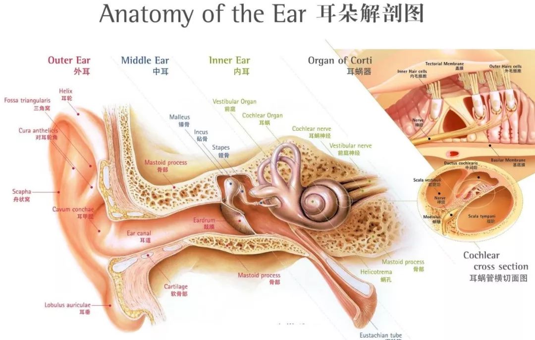 眩晕症的罪魁祸首——耳石症