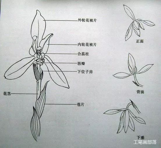 下面介绍兰花的结构