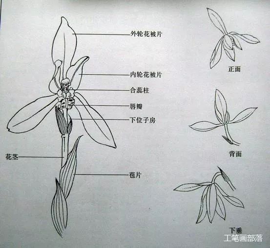 【国画教程】工笔花鸟:兰花画法