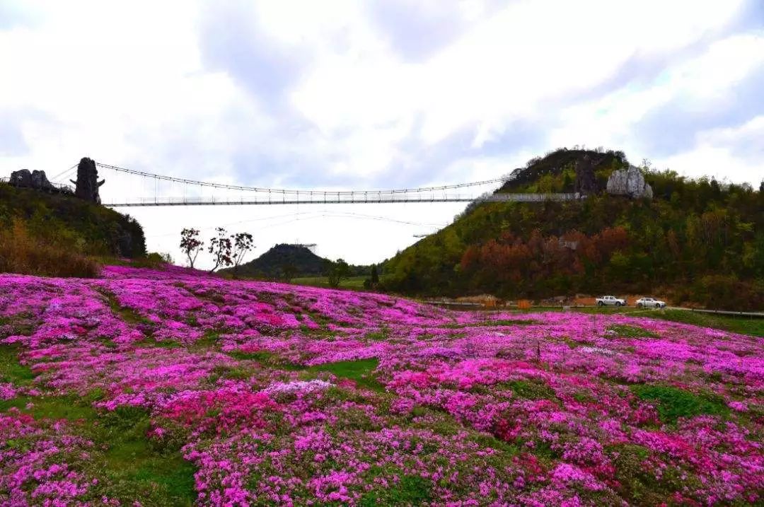 营业时间:8:30-17:00彝山花谷线路:路线1:进入百里杜鹃景区后,直接到