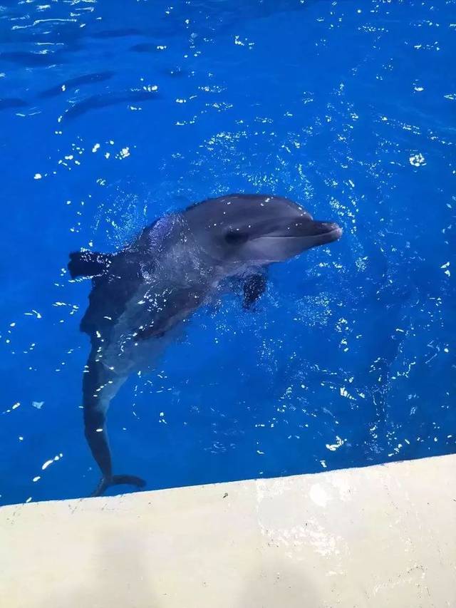 【国庆节1天线】民俗特色"倒盏村" 中赫海豚湾 洛阳博物馆休闲一日游