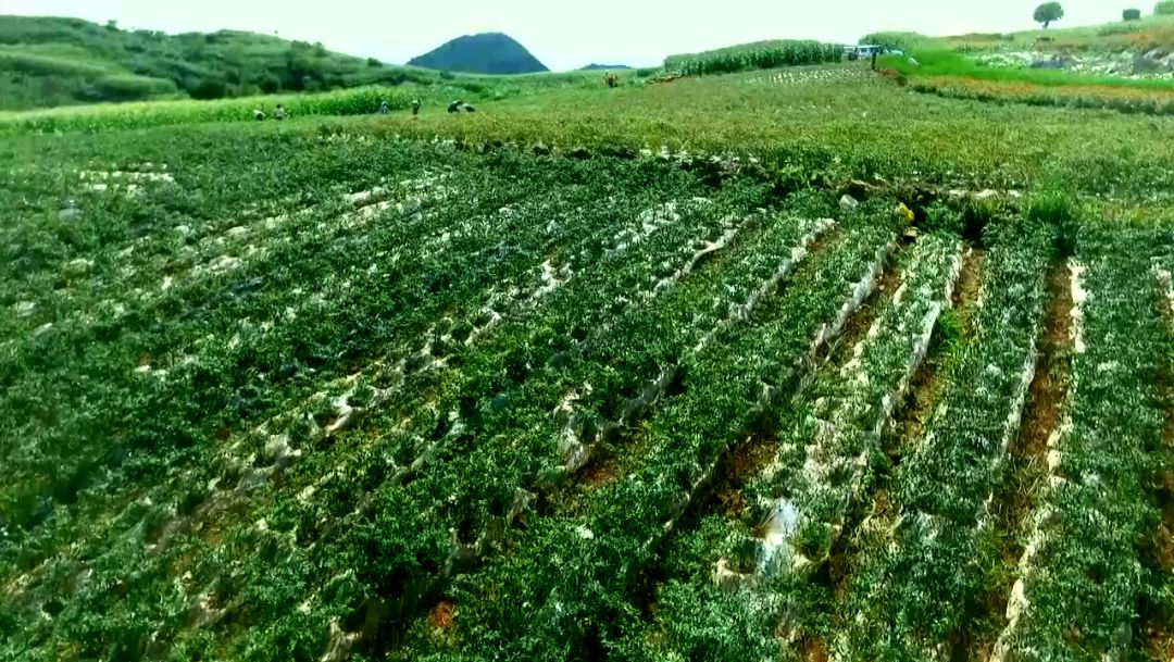 文山,丰收啦!_种植