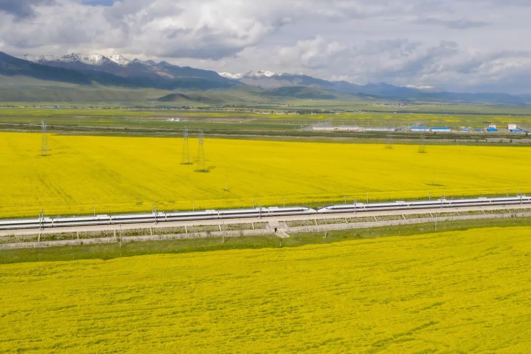 门源,crh2g重联担当d2687次驶过油菜花海crh2g型列车驶过世界高速铁路