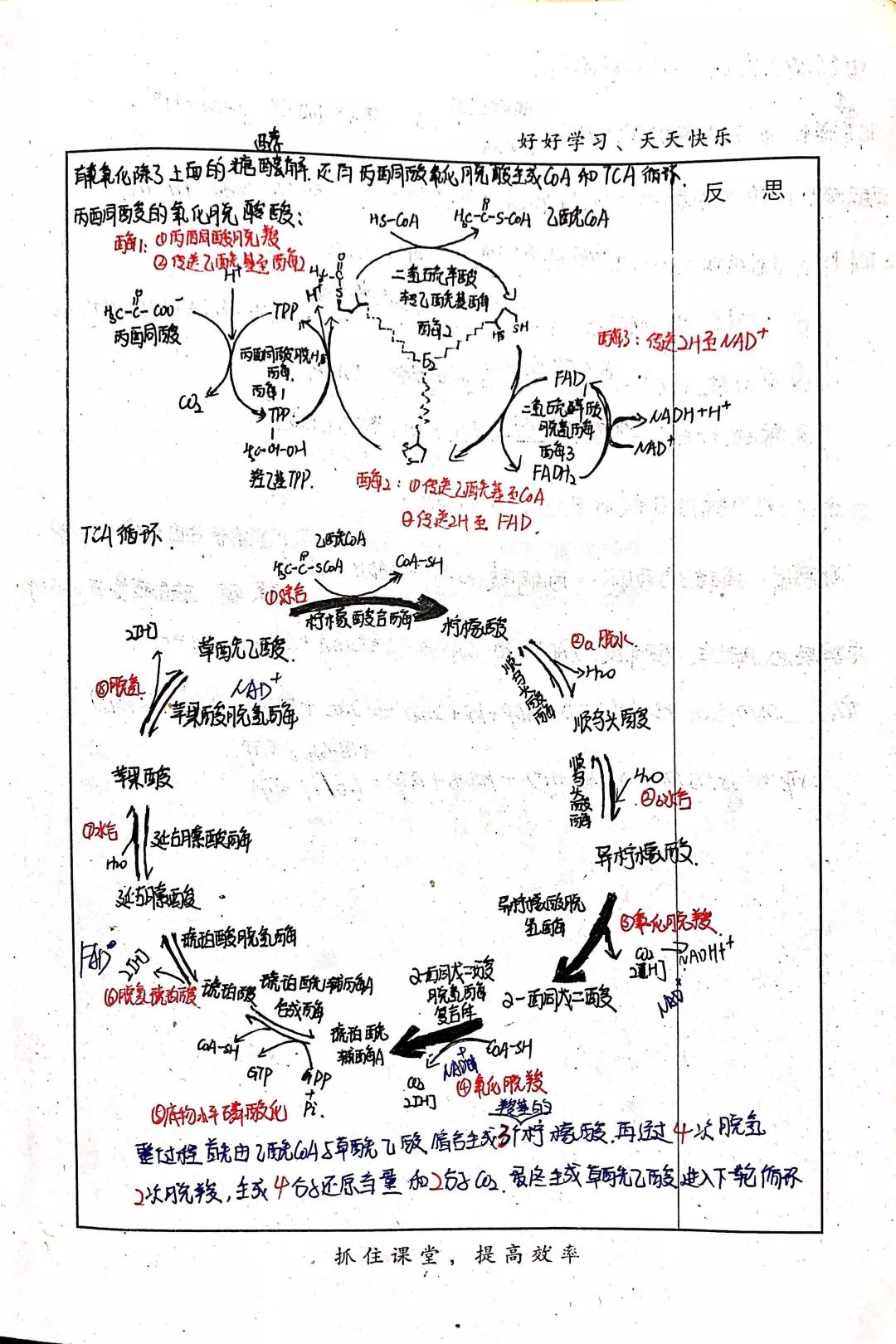 动医专业课动物生物化学