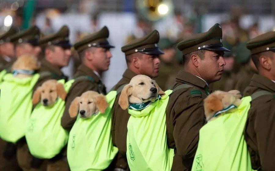 小警犬參加大閱兵，是用來萌翻敵人的嗎？ 寵物 第2張