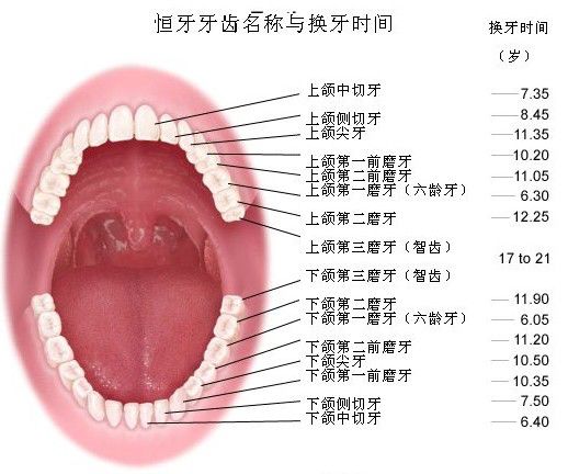 几个月出牙几岁换牙 d1510a5b66af4dc9ae77f1fe4490ef78.jpeg