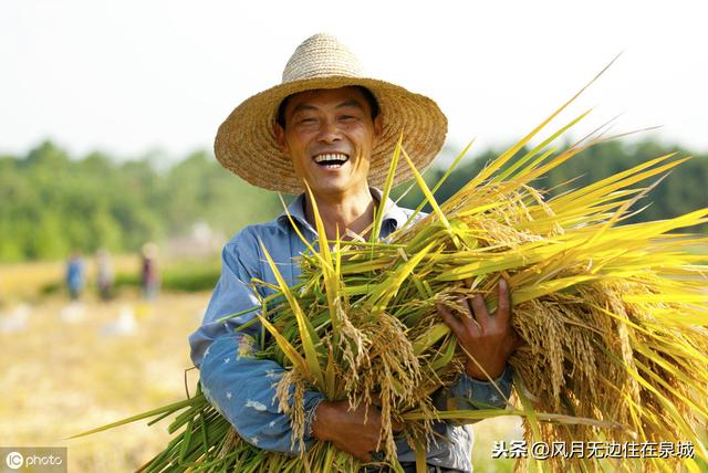 秋天的庄稼——写给农民丰收节