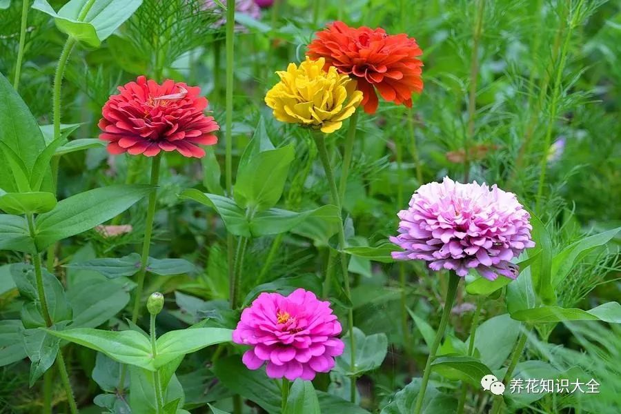 识花| 看图猜花名,了解更多有趣花卉知识