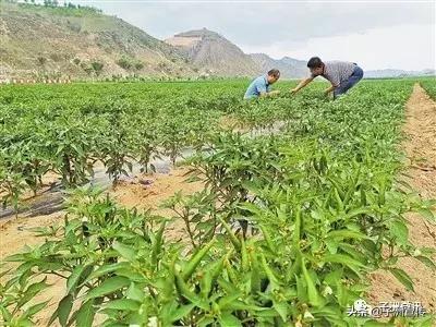 子洲GDP_子洲四大名山图片(3)