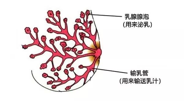 母乳生成的原理_二、 原理   活体生物荧光成像技术是指在小的哺乳动物体内利用报告基因-荧