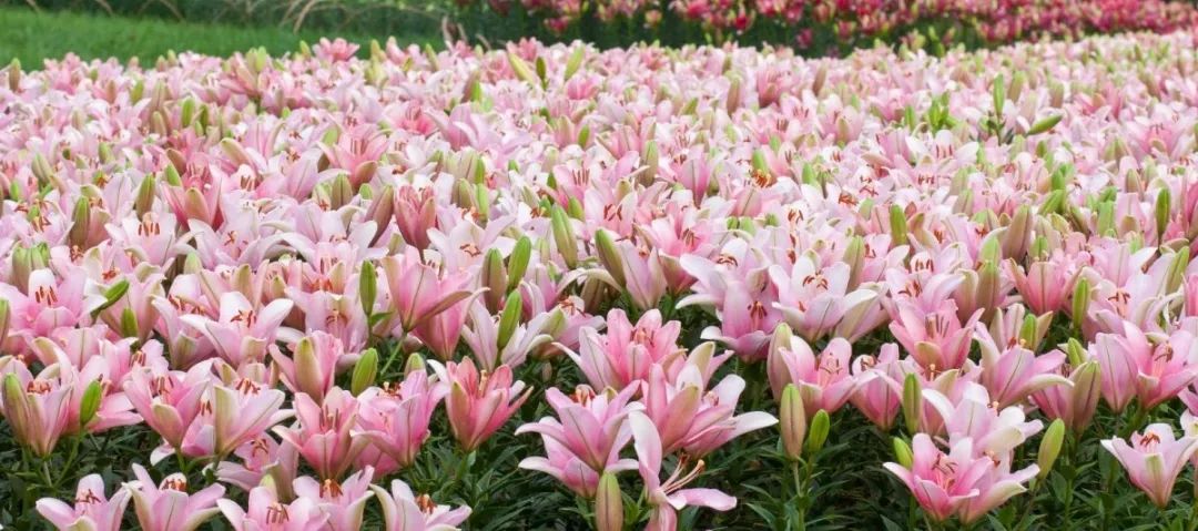 国庆约起!绵竹这片百合花海太美啦,还有先锋艺