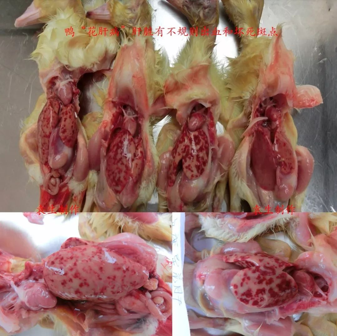 19种水禽常见疾病的诊断和防治(收藏版)