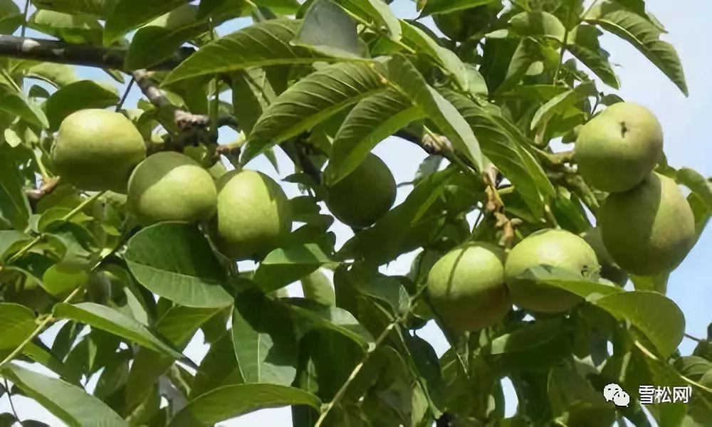 长柄扁桃油中不饱和脂肪酸总量高达96-98,居所有植物油榜首,其中