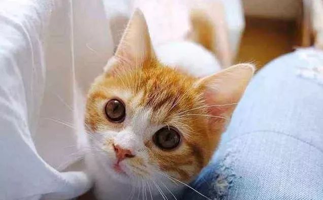 猫自己在家会怎么样 ee4eb0d9e31f4fc28b61b06234ac77ae.jpeg