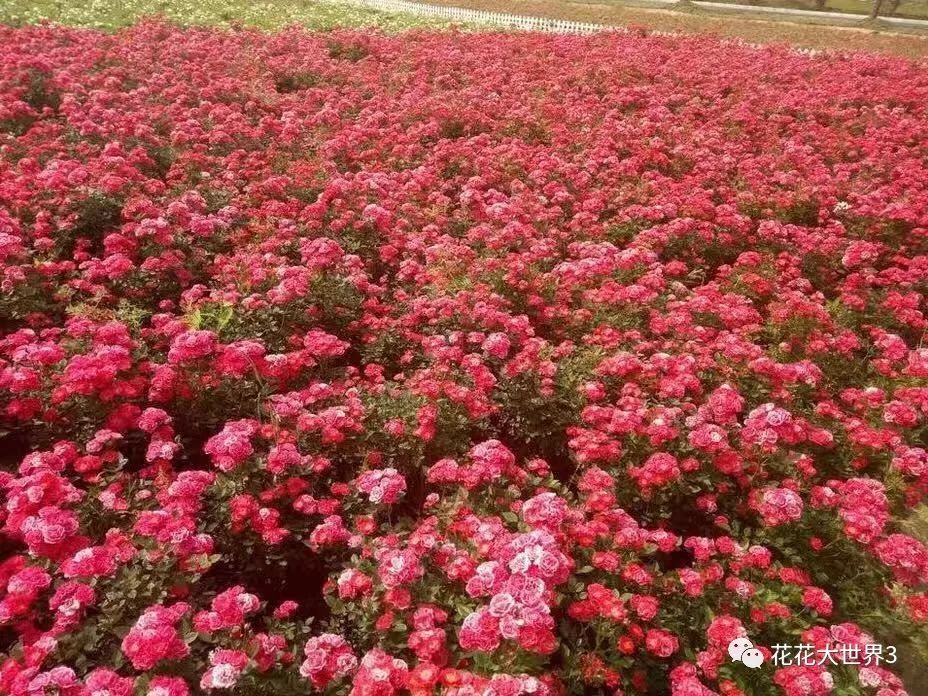 领票啦1500亩玫瑰花海常州华东玫瑰风情园10月1日盛大开园