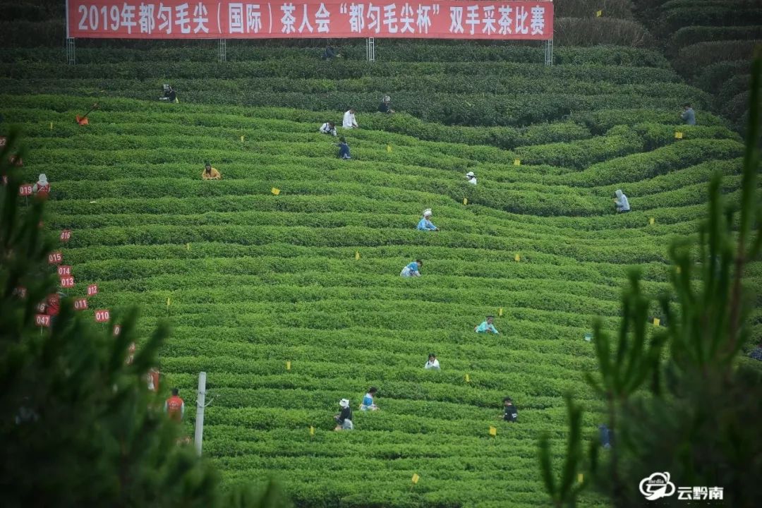 丰富多彩的活动展现都匀毛尖风采2019都匀毛尖国际茶人会侧记