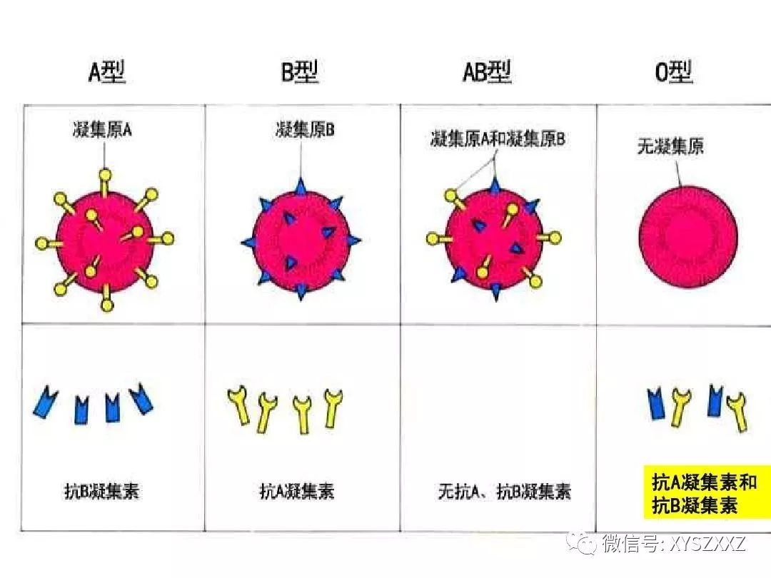 关于血型 你需要知道的在这里 血液