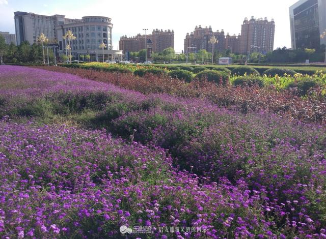 城市GDP吧慕洋犬_慕洋犬表情包(3)