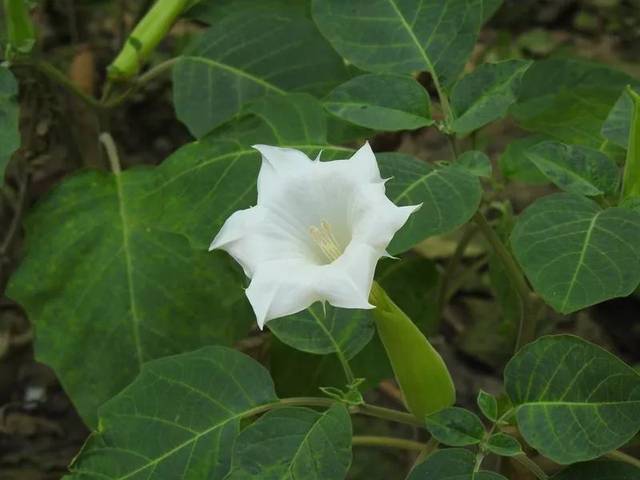 2, 毛曼陀罗 datura innoxia观赏点:园内各个花坛翠芦莉又叫蓝花草,爵