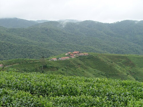 买茶认山头,普洱古六大茶山你都知道吗?