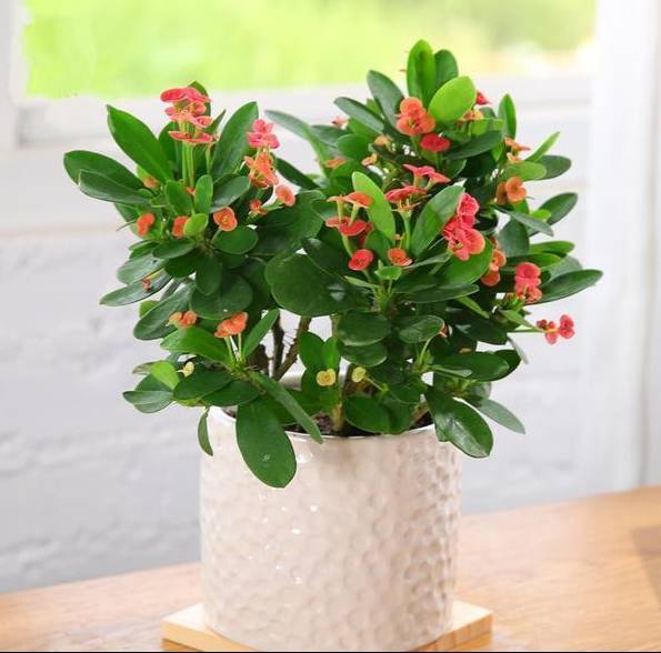 花卉排名_花卉线描(2)