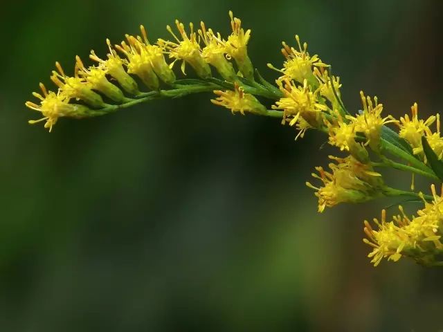 9月26日天秤星座花巨大秋麒麟椰枣