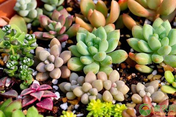 多肉植物怎么施肥磷酸二氢钾 1358965f6147498f879b1c315797ee7a.jpeg