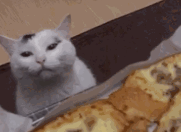 原创太拼了猫主子为了吃的努力了这吃相简直了