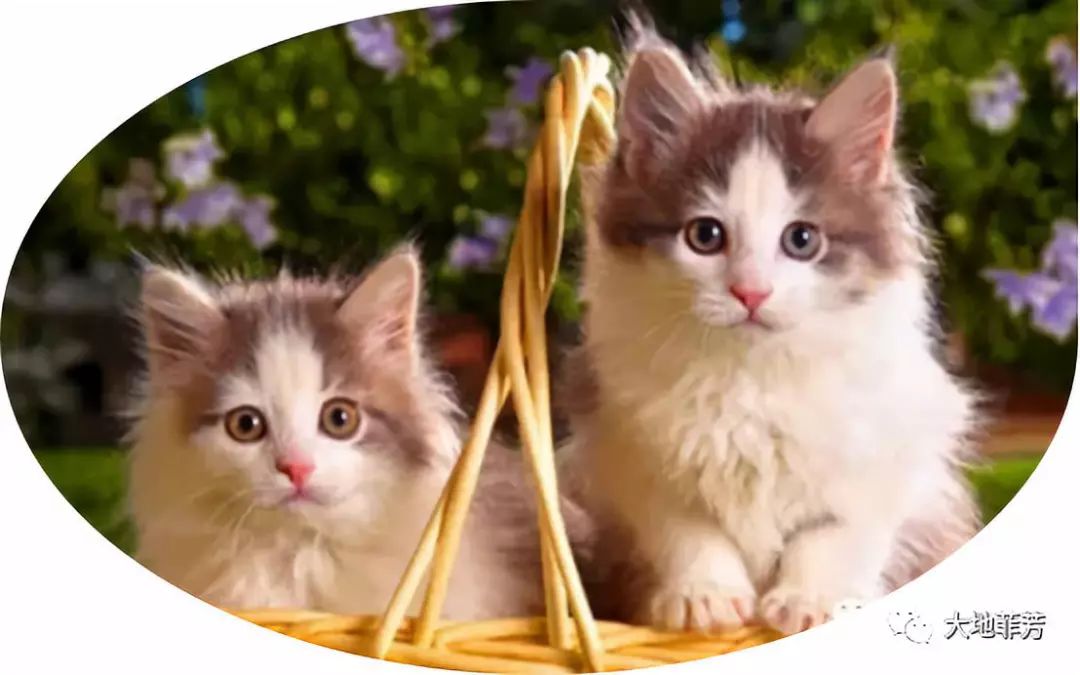 梦之寓言，黑色猫咪的温柔守望——解读梦见很多黑色的猫温和地卧在窗户下面的深层含义