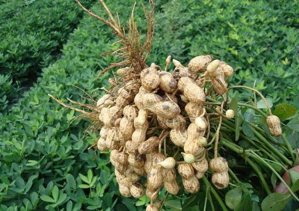 啥是白豆子 1920d09ff94d4d998db3e70a8325cde3.jpeg