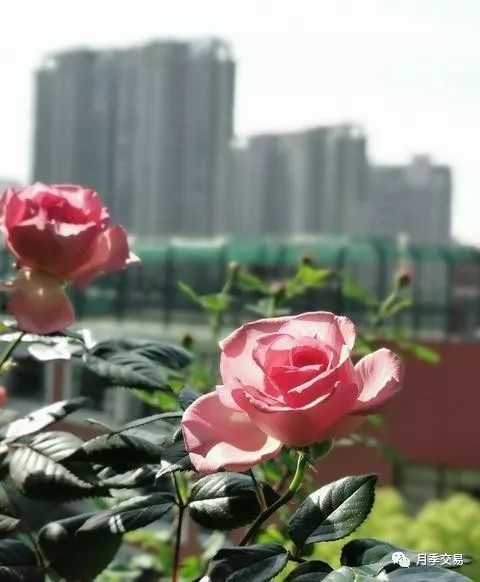 2ec2f05522e94d02948460d745a98abb.jpeg