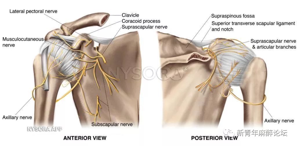 肩胛上横韧带;posteriorcircumflex humeral artery:旋肱后动脉;su